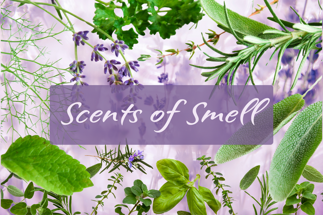 Scents of Smell - Herbs of greens and lavenders