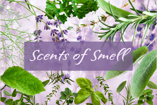 Scents of Smell - Herbs of greens and lavenders